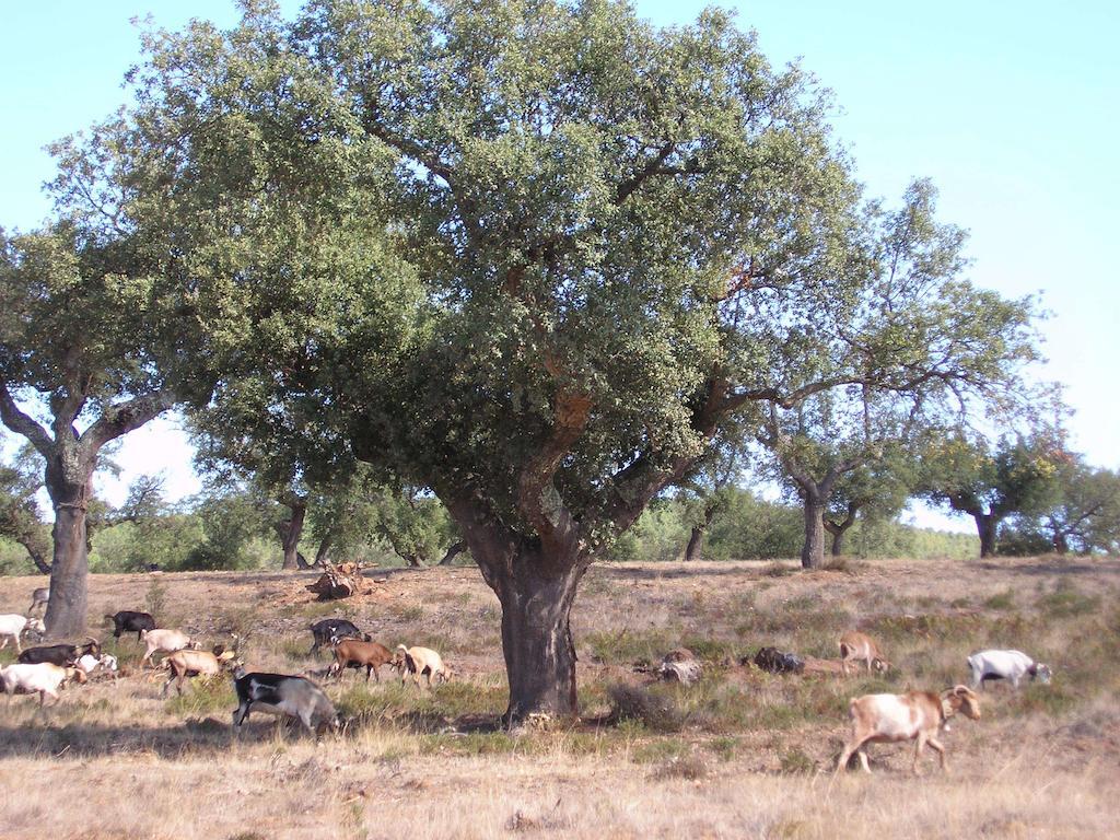 Casa Rural Sierra San Mamede Guest House La Codosera Екстериор снимка